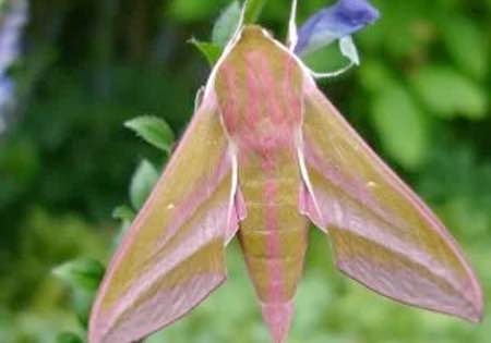 Marvellous moths summer workshops 4