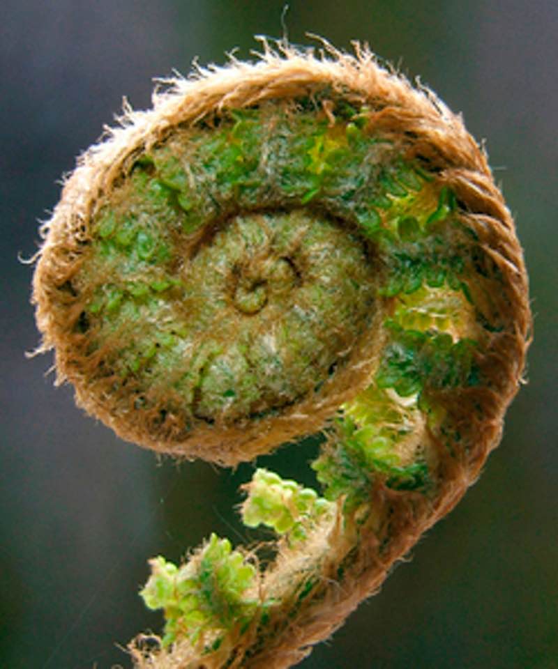 Fern identification fi