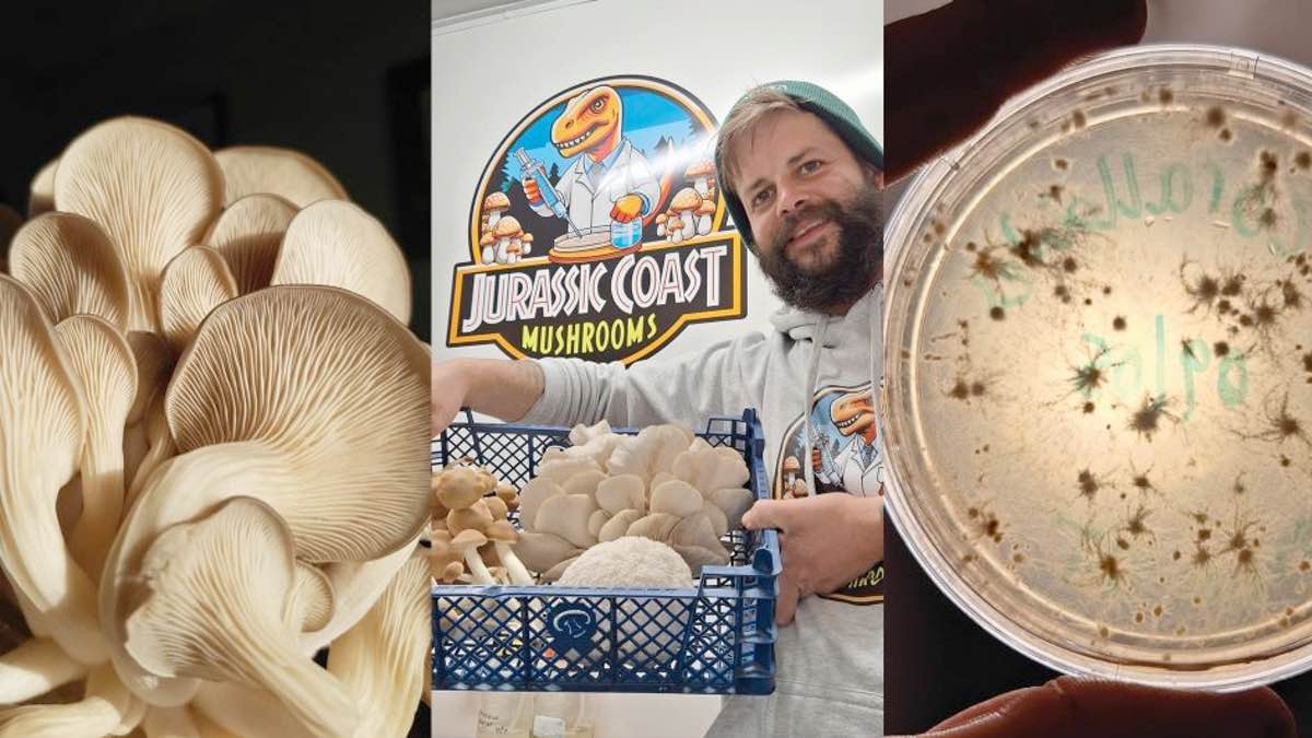 Shitake Yule Logs: Plugging workshop at Happy River for a crafty Christmas!