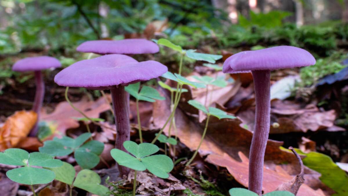 Fabulous fungi on brownsea island