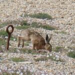 Natural History Watercolour Workshop at Chesil