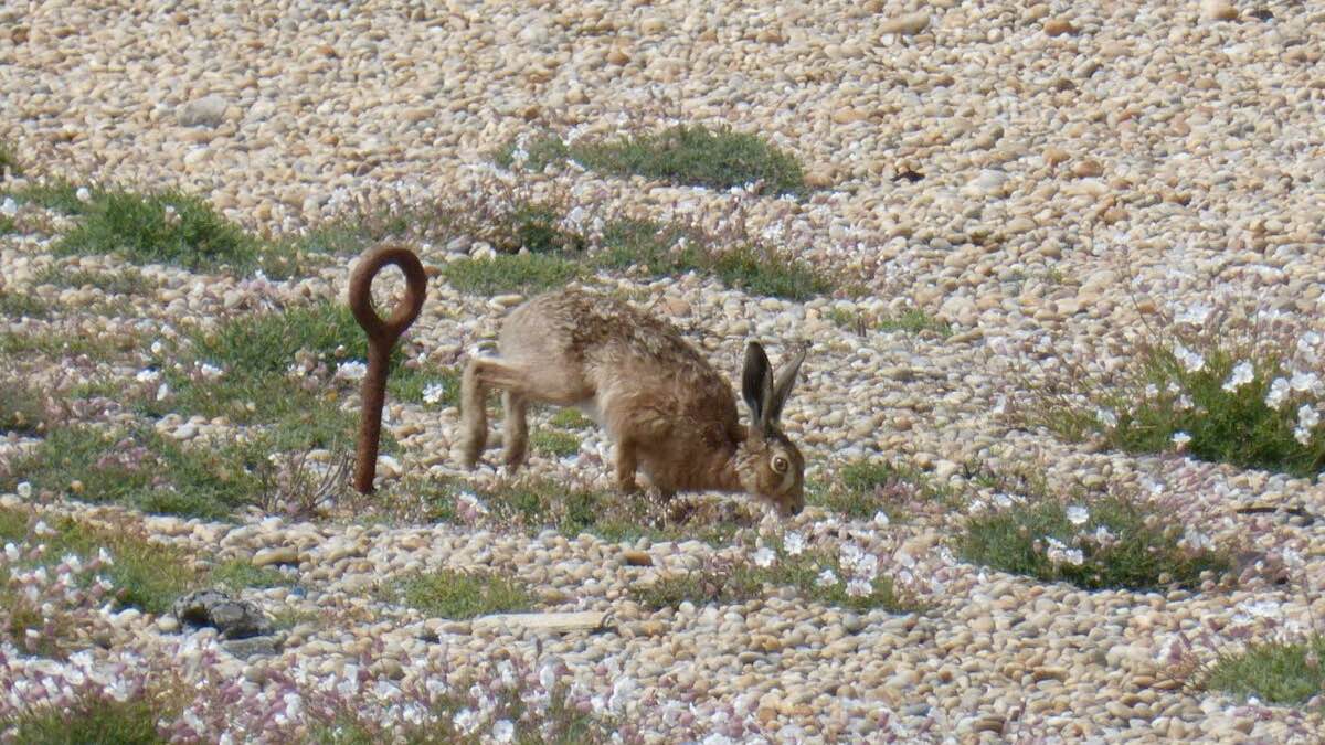 Natural History Watercolour Workshop at Chesil