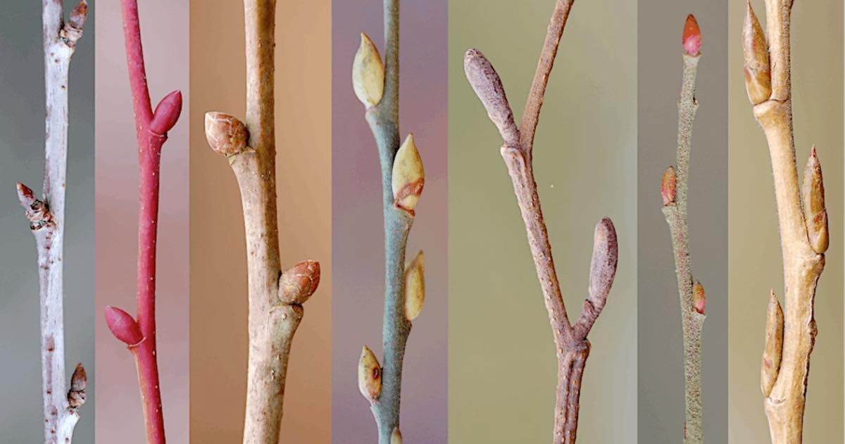 Winter trees and twigs