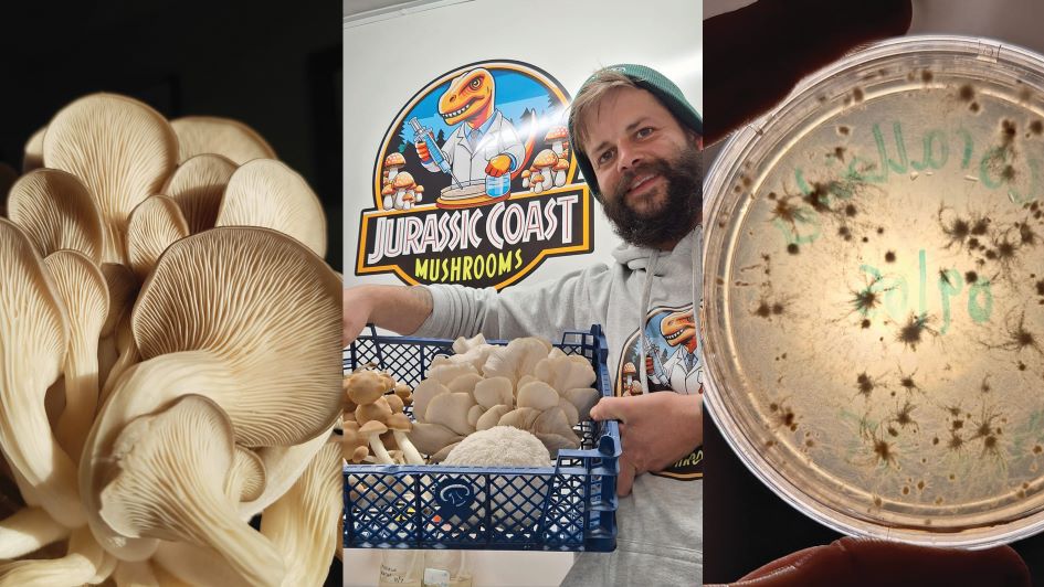 Family fungi growing lab