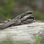 Night Wildlife & Nightjar Guided Walk with dinner at RSPB Arne