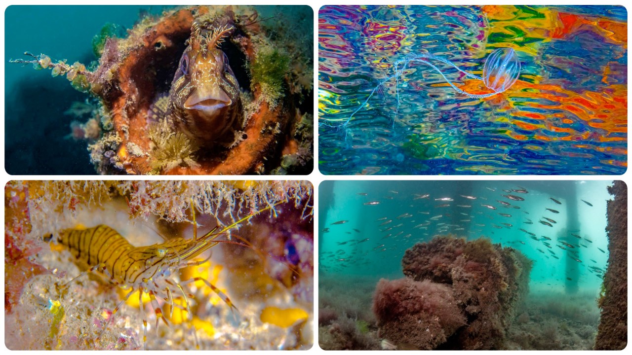 Underwater Photograph Exhibition on Swanage Pier